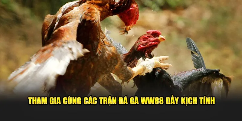 Đá Gà WW88 1 Các thông tin cơ bản về sảnh đá gà WW88 cần nắm rõ