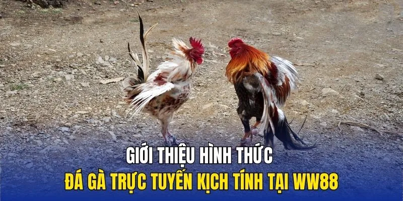 Đá Gà WW88 3 Các hình thức đấu kê được yêu thích tại WW88