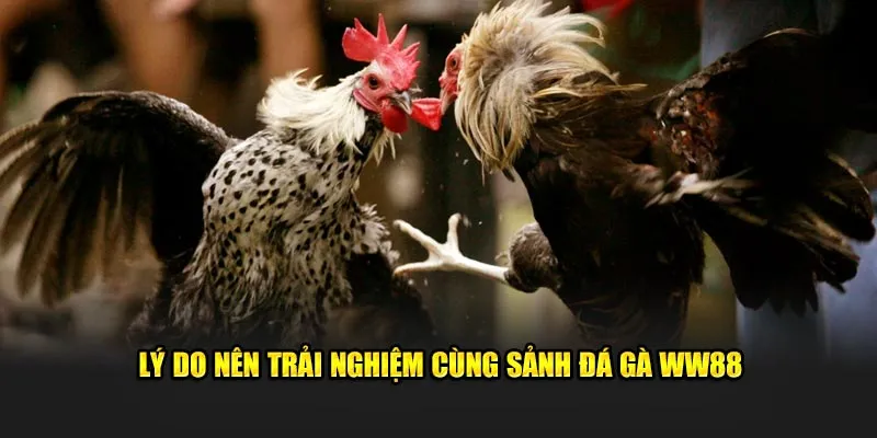 Đá Gà WW88 2 Vô số lý do cần chọn theo dõi sảnh đá gà tại WW88